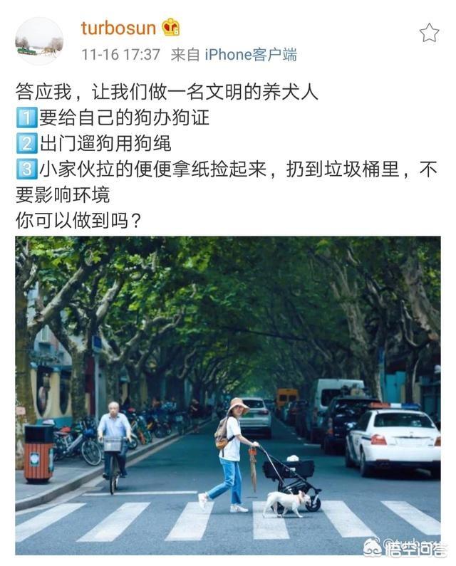 孙俪与流浪狗的故事:你和小狗有故事吗？可以分享一下吗？