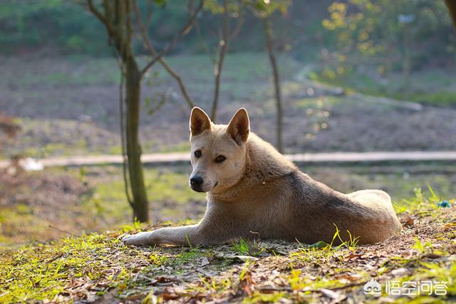 中华田园犬智商怎么样:中华田园犬不能当警犬和军犬，真的是有科学依据的吗？