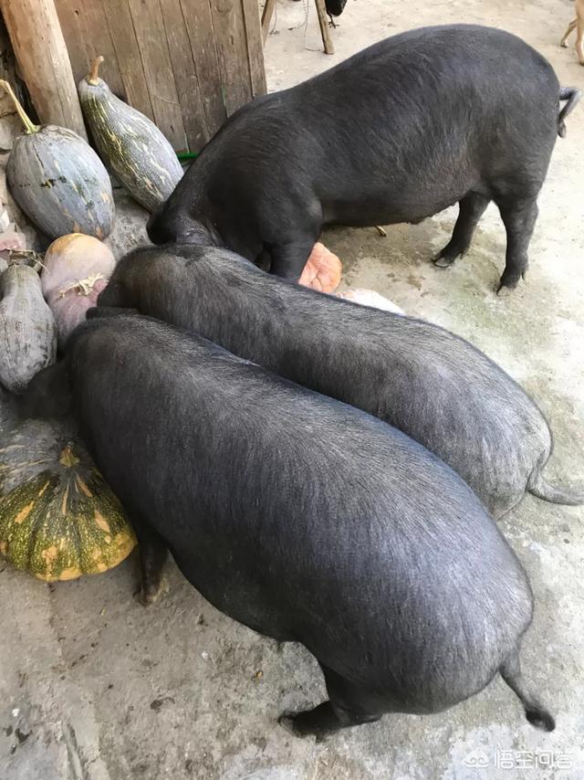 头条问答 - 为什么有些养殖的地方要阉鸡阉猪呢?(16个回答)