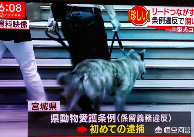 日本 救助犬:随着城市化的推进，流浪狗救助中心一般都会设置在哪里？