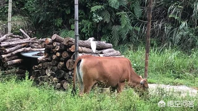 法牛犬吃什么长得快:法牛犬吃什么食物最好 你平时都给牛喂什么东西吃？牛吃什么可以长得又快又肥？
