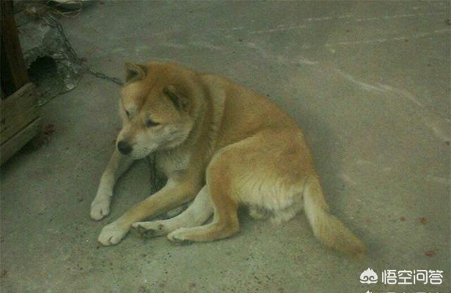 爱斯基摩雪橇犬在南极生活:把农村的土狗放在南极，土狗可以独自存活吗？为什么？