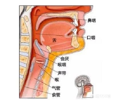 头条问答 喉癌有哪些初期症状 药疗君的回答 0赞