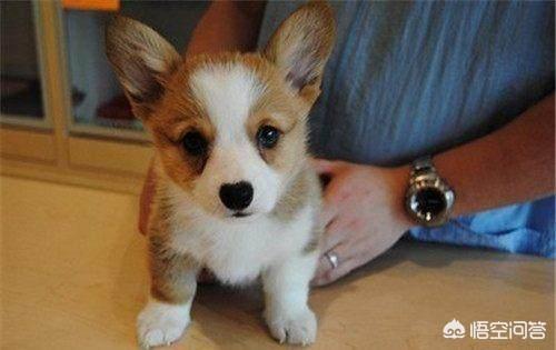 柯基犬智商:喜欢聪明的狗狗，养边牧好，还是柯基好？