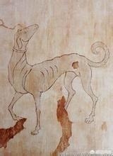 细犬:中国细犬到底是什么样的？滑条是细犬吗？