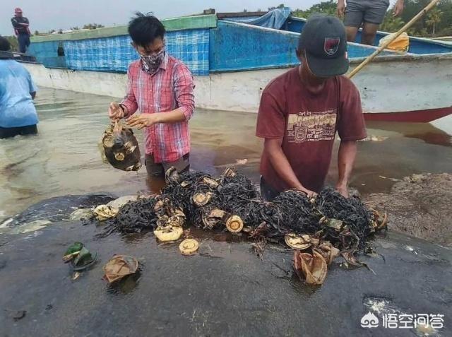 江苏盐城抹香鲸的图片:作为海洋中的王者，塑料垃圾对鲸鱼有怎样的危害？