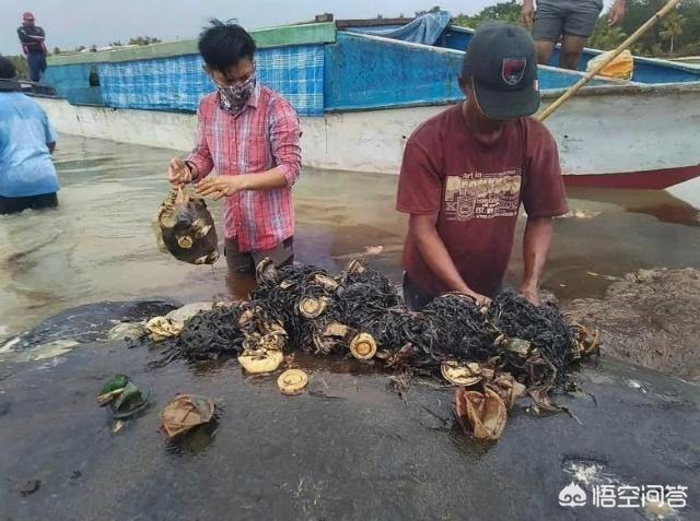 海洋垃圾的危害，作为海洋中的王者，塑料垃圾对鲸鱼有怎样的危害