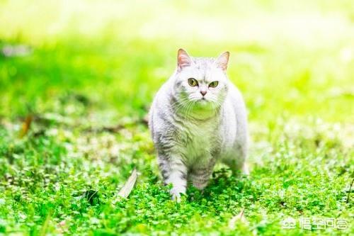 笼养猫的好处:散养猫怎么才能把猫养住？