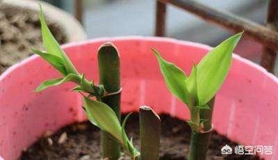 家里富贵竹的种植方法:富贵竹能扦插吗？富贵竹怎么繁殖？