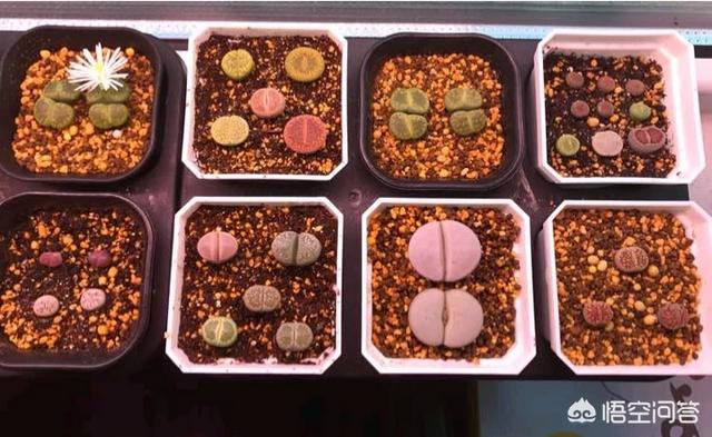 黑色介壳虫怎么根除:根粉介壳虫怎么根除 如何消灭花卉上的根粉蚧？