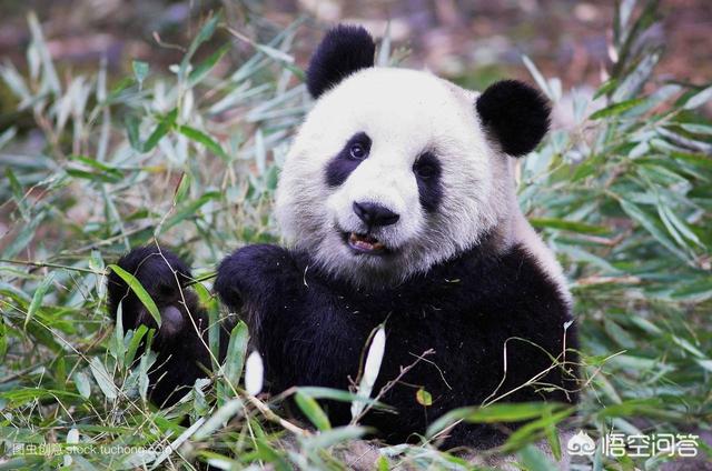 大熊猫为什么古代叫食铁兽(大熊猫在古代被称为什么)