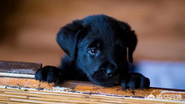 张家口宠物狗出售:怀柔周边哪里有宠物犬出售？