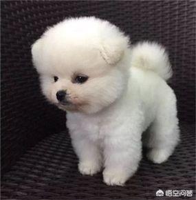 八哥犬衣服怎么做:饲养巴哥犬有哪些雷区不能犯？