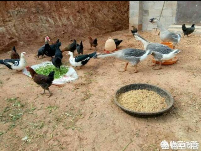 怎么训练狗捉蛇:山林散养土鸡过程中如何灭鼠？
