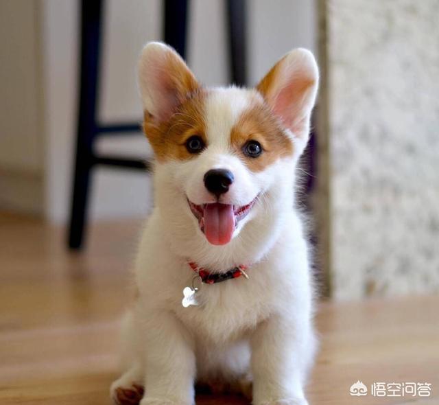 宠物去世后你会以何种方式处理呢？插图2