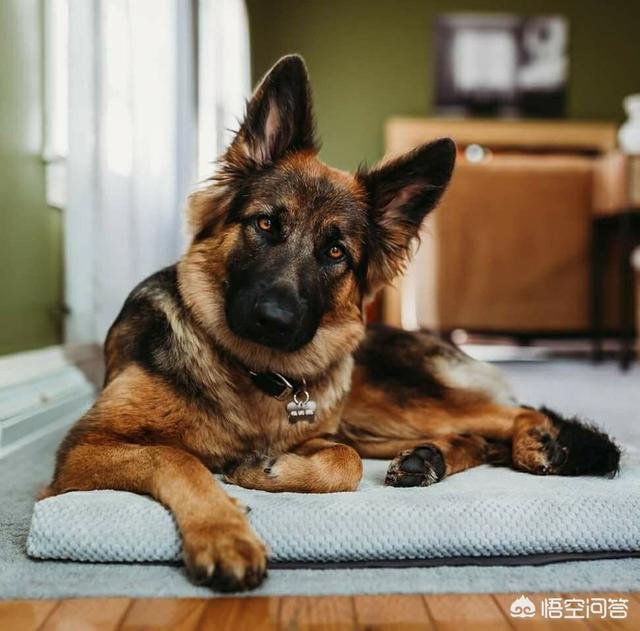 狼和狗的区别ppt:如果说狗是狼驯化来的，那么为什么狗和狼的叫声不一样？ 狼和狗的区别图片