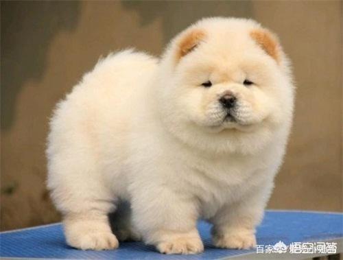 北方松狮吧:饲养松狮犬之前，应该要了解什么？