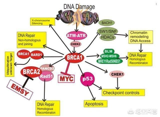乳腺肿瘤恶性就是乳腺癌吗:乳腺结节4a类恶性是乳腺癌吗？