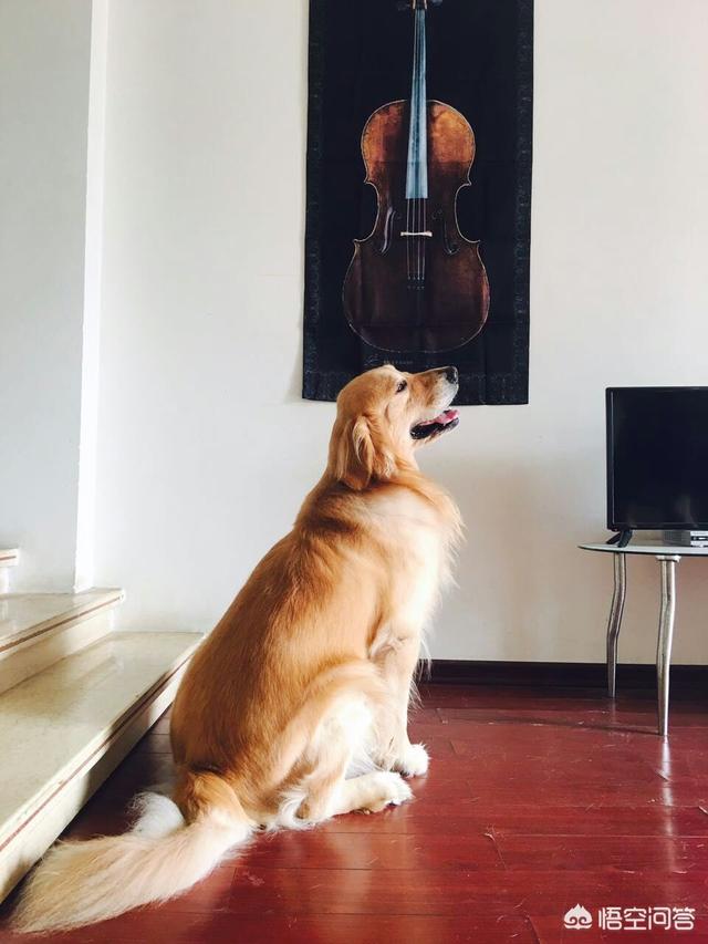 西安纯种金毛犬图片:西安针对养犬出台史上最严苛“守则”，你怎么看？