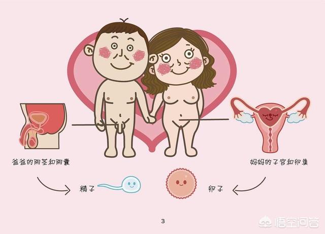 苏珊与狗狗在线观看:你觉得性教育有没有必要？