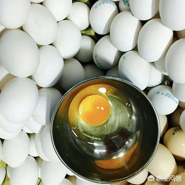 哥斯达黎加老虎尾凶不凶:哥斯达黎加老虎尾不吃东西 什么人制作了哥斯达黎加这些了不起的巨大石球？