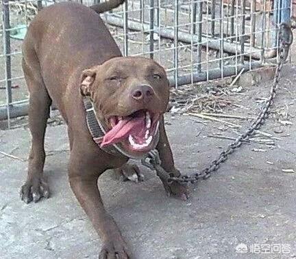 如果把两只比特犬放在非洲大草原上的话,比特犬可不可以称王呢？为什么？