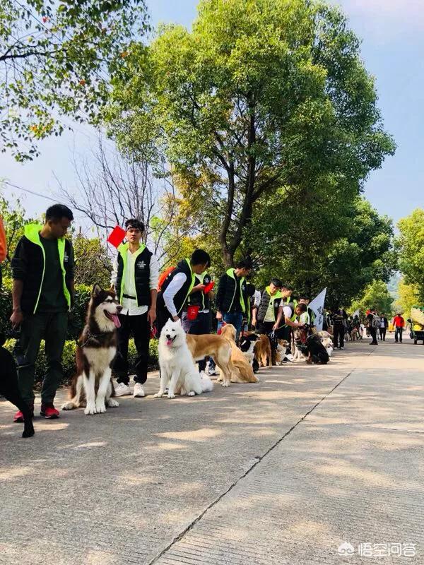 训犬师培训学校:去哪里可以学习当一名训犬师？