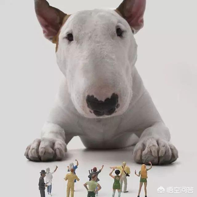 赛级牛头梗介绍:牛头梗打的过罗威纳吗？牛头梗犬的战斗力怎么样？