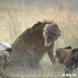 野狗和鬣狗谁厉害，如果北美公灰狼能和非洲母斑鬣狗单挑，谁更狠