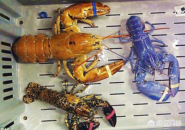 龙虾中的贵族蓝色小龙虾，平均200万只才能有一只，你怎么看？