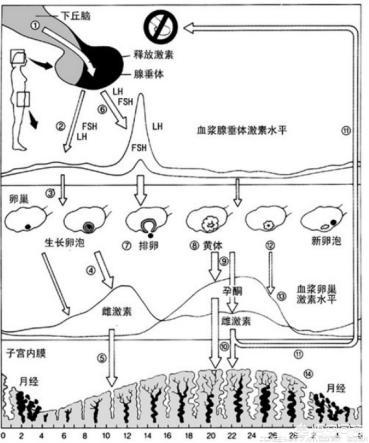 性激素六项能查出啥病:性激素六项能查出啥病女性 要是想检查激素六项和多囊，是月经期做还是月经后做？为什么？