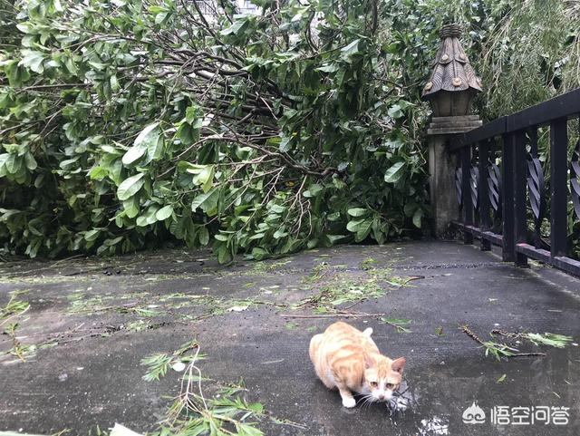 收养流浪猫:要不要收养小区的流浪猫？
