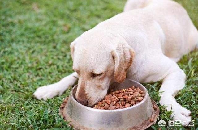 拉布拉多猎犬寿命:在汪届，寿命很短的有哪几种狗狗？拉布拉多也在榜上吗？