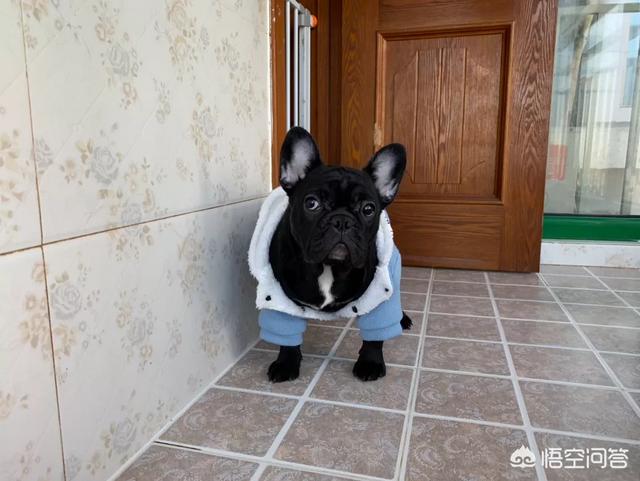 法国斗牛犬图片 虎斑:法国斗牛犬会很难饲养吗，要注意什么？