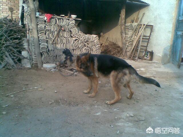 土狗制服藏獒逆袭成功:中华田园犬和细犬等土生犬种会有重新崛起的一天吗？