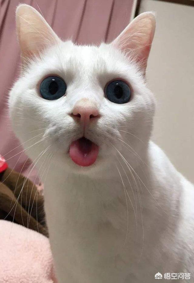 哪种猫好养活,并且不掉毛还很爱干净呢？