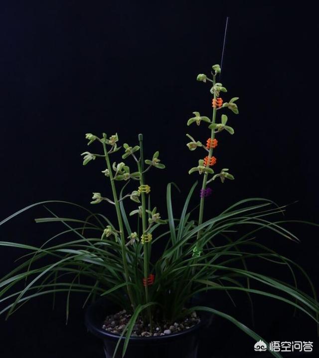 石花菜生长在什么地方,黄鳝一般生长在什么地方？