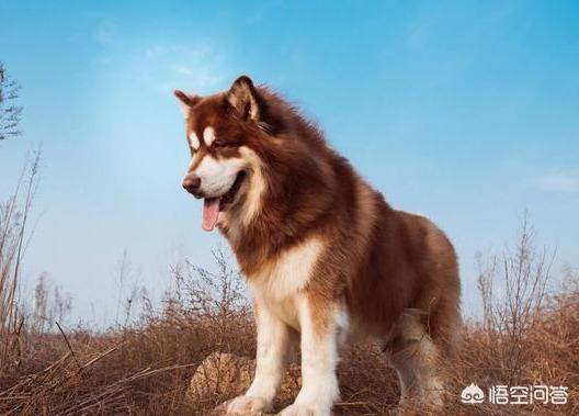 藏獒世家当家种公黑豹:藏獒有哪些品种？怎样辨识藏獒的血统？