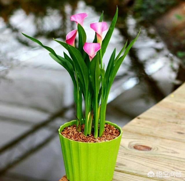 马蹄莲花什么颜色好看:白色的马蹄莲花代表什么 彩色马蹄莲上盆用什么土？