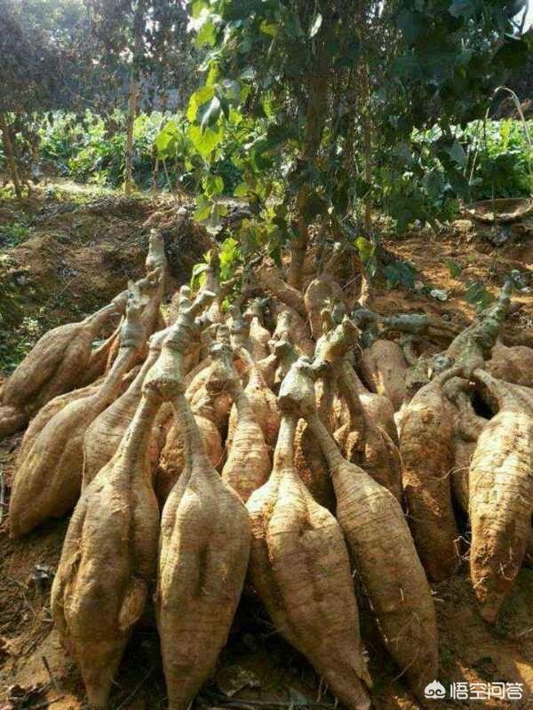 葛根干怎么食用？