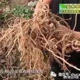 石榴树的树虱子怎么治:石榴种植病害多，有哪些常见病害，如何进行处理？