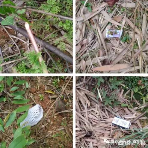 南昌巨贵犬舍:一般警犬都是怎么炼成的？ 北京巨贵犬舍