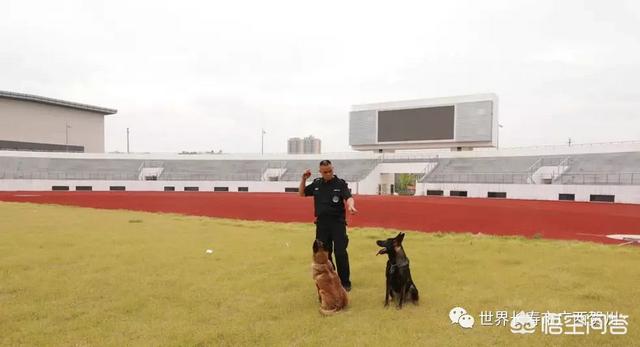 南昌警犬基地:一般警犬都是怎么炼成的？