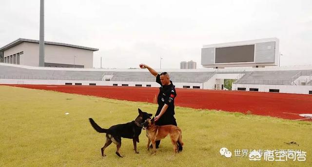 南昌警犬基地:一般警犬都是怎么炼成的？