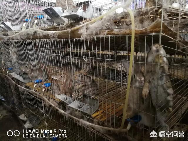 养殖肉兔的前景怎么样？