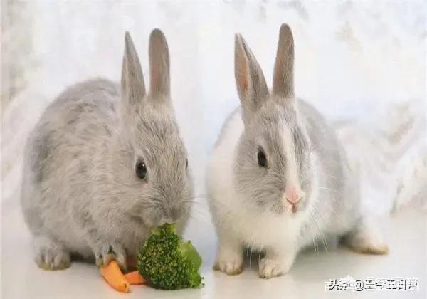 小兔子吃萝卜:兔子真的喜欢吃胡萝卜吗？