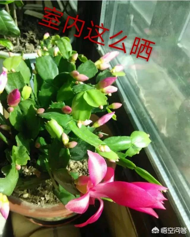 悟空问答 蟹爪兰能晒太阳吗 怎么养护 个回答