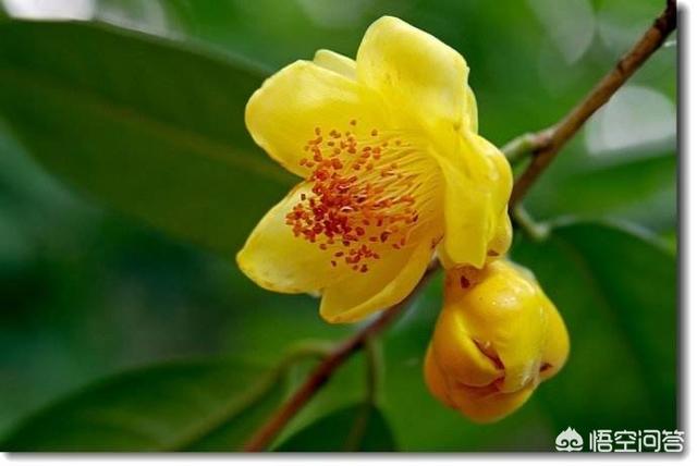 金皇后烂根应该如何处理