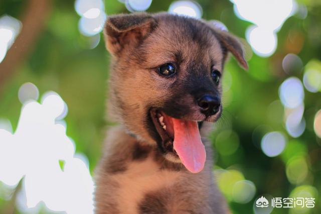头条问答 柴犬喝浓羊奶拉稀便 是因为奶太浓了吗 有宠的回答 0赞
