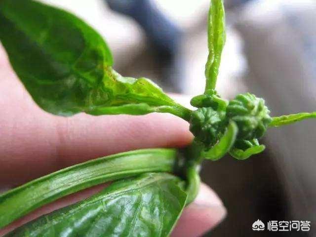 为何水熊虫能在－273°生存？